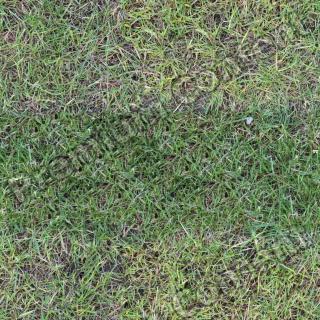 High Resolution Seamless Grass Texture 0001